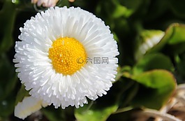 鵝花,雛菊,春天