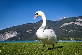 天鵝,鳥(niǎo),動(dòng)物