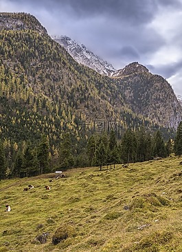 牧场,奶牛,山