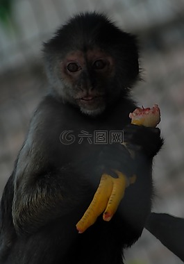 動物園,動物,性質(zhì)
