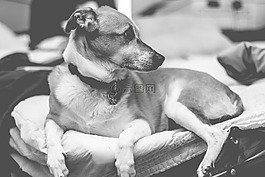 狗,動物,寵物