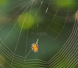 蜘蛛,web,節(jié)肢動物