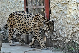 捷豹,動物園,動物
