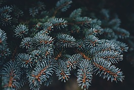 植物,葉子,云杉