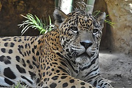 捷豹,動物園,動物