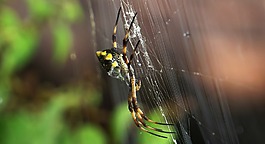 蜘蛛,昆蟲,web