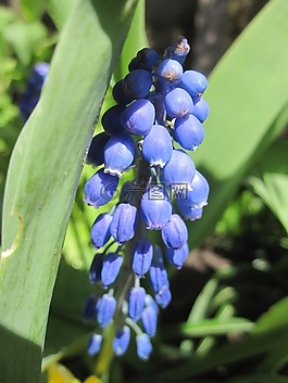 花卉,春天,鮮花