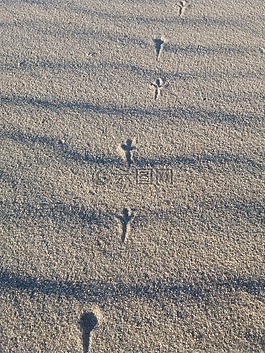 砂,性質(zhì),鳥(niǎo)
