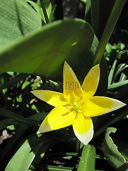 花卉,黃色,性質(zhì)