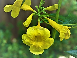 花,黃色,關(guān)閉了