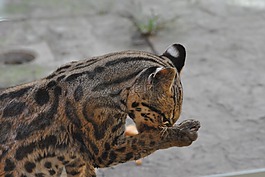 tigrillo,動物園,動物