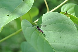 昆蟲(chóng),性質(zhì),宏