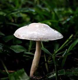 蘑菇,菌類,白