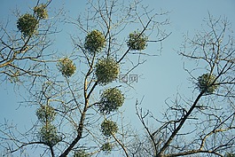 槲寄生,树,自然