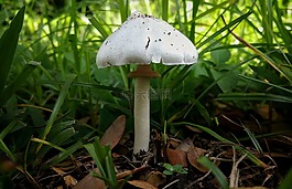 蘑菇,菌類,白