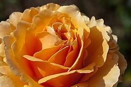 玫瑰,花,性質(zhì)