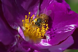 蜜蜂,花,性質(zhì)