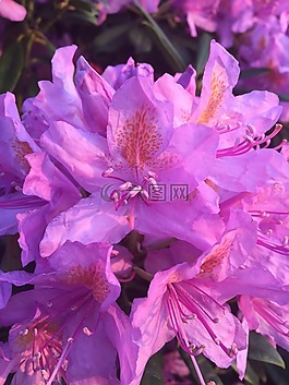 杜鹃,紫色,花