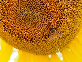 向日葵,黃色,蜜蜂