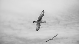 海鷗,鳥,動物