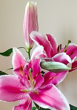 百合,花,粉紅色