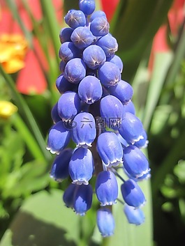花卉,性質(zhì),鮮花