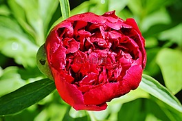 牡丹,花,花花園