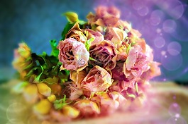 花卉,鮮花,玫瑰