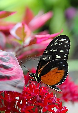 花,蝴蝶,野花