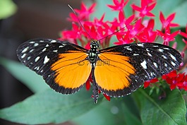 蝴蝶,昆蟲,花