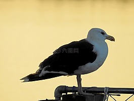 鳥,海,湖