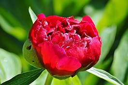 牡丹,花,花花園