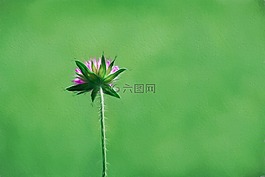 花,指出花,個(gè)別