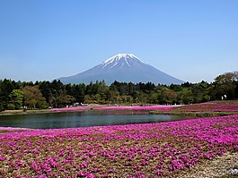 富士,富士山,福祿考