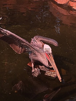 鵜,鳥,野生動物