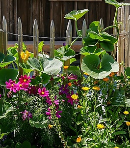 鮮花,開(kāi)花,籬笆