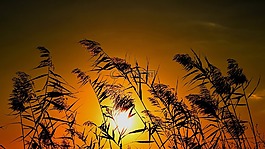 蘆葦,太陽,日落