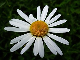 瑪格麗特 ·,野花,花的