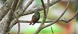 鳥,樹,野生動物