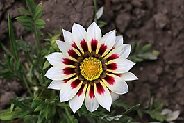 性質(zhì),花卉,植物