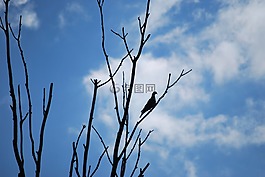 鴿子,剪影,看