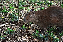 動物,動物園,水豚