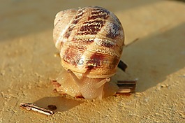 蝸牛,食用蝸牛,cantareus aspersus