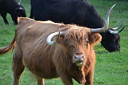 牛肉,牛,奶牛