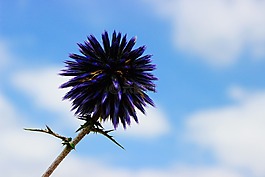 薊,植物,花