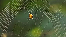 蜘蛛,web,節(jié)肢動物