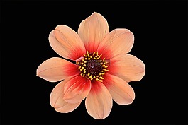 花,花瓣,性質(zhì)