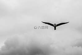 鳥,云,himmel