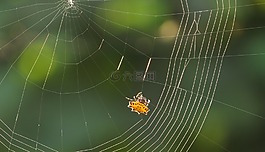 蜘蛛,web,節(jié)肢動物