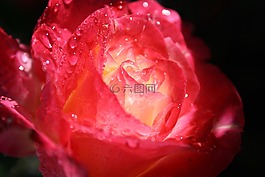 玫瑰,雨,雨點